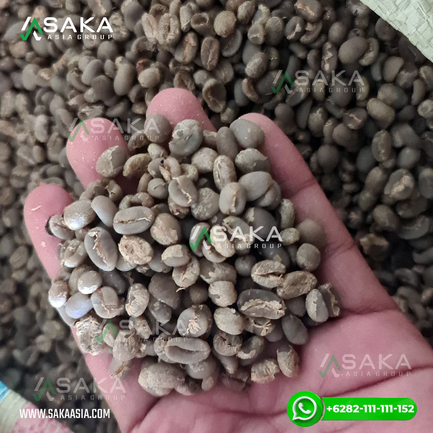 Gayo Arabica Green Coffee Beans Gayo Arabica Green Coffee Beans